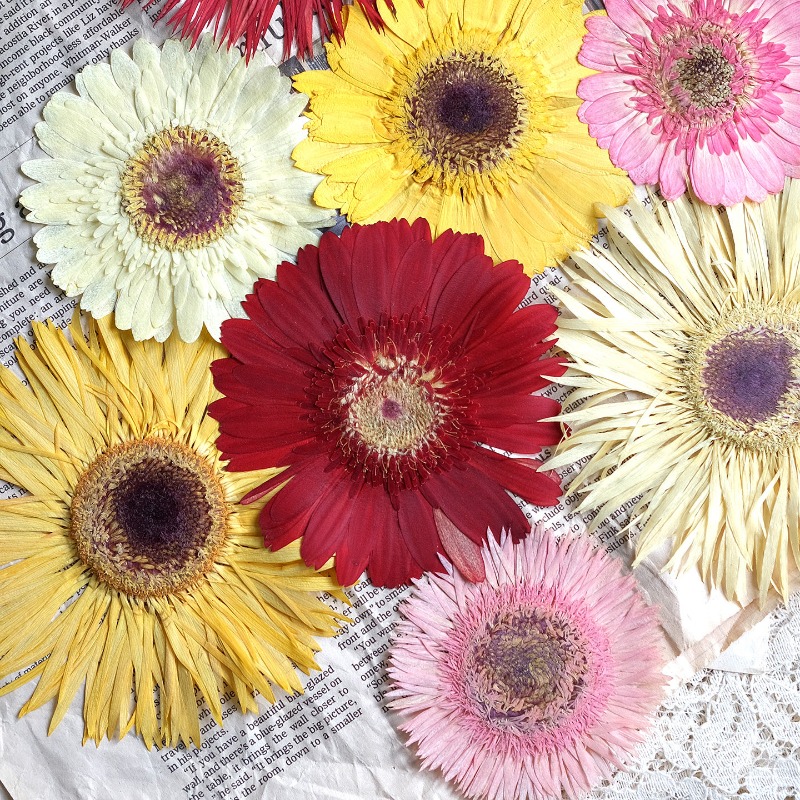 1pcs/7-9cm,Pressed Gerbera Dri - Resin Art Sticker ulasan dan harga