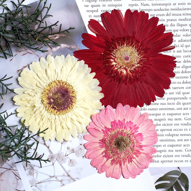 1pcs/7-9cm,Pressed Gerbera Dri - Resin Art Sticker ulasan dan harga